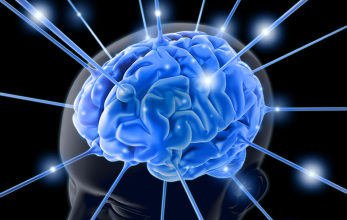 Мозок - Шкільне життя