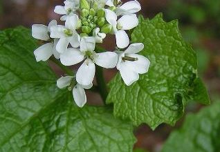Кінський часник черешковий